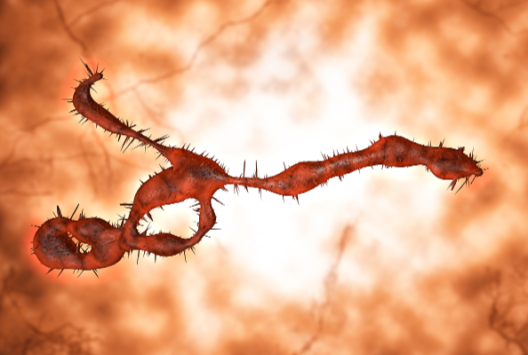 抗埃博拉新突破！纳米抗体凭实力成为广谱抗病毒 “潜力选手”