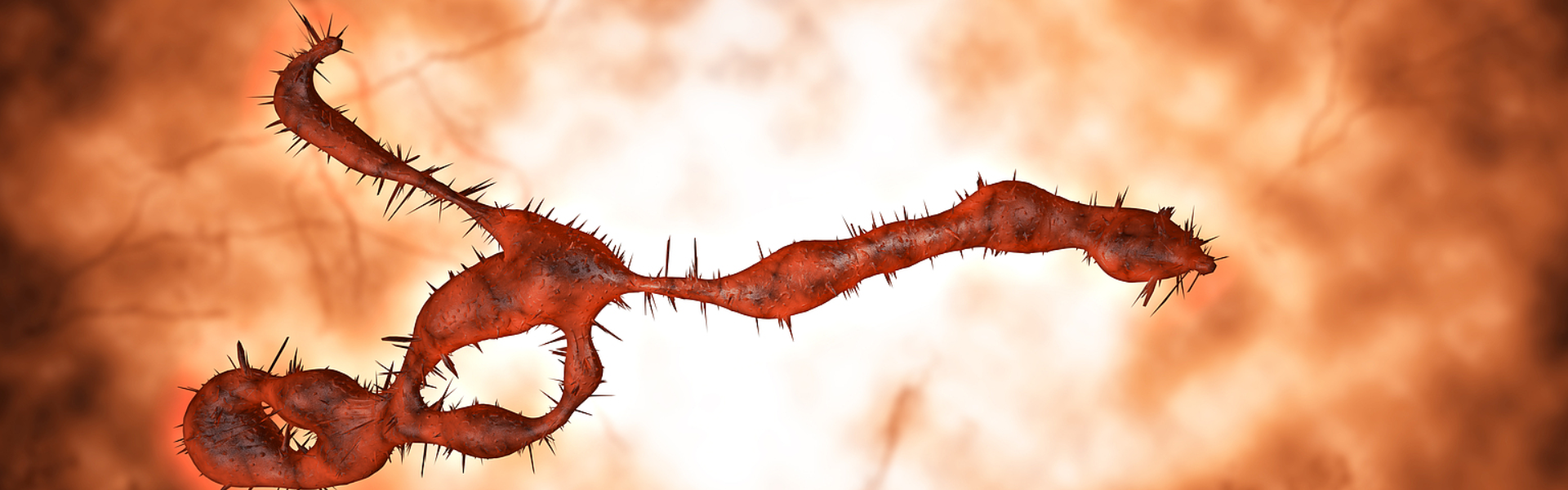 抗埃博拉新突破！纳米抗体凭实力成为广谱抗病毒 “潜力选手”