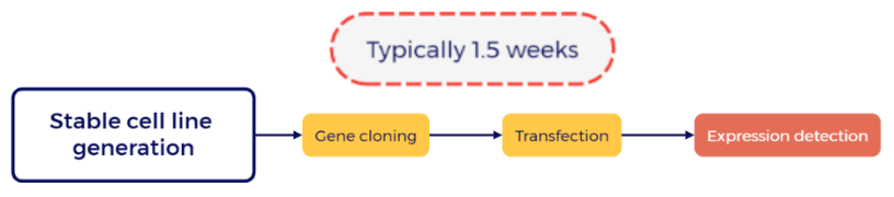 StaMimic®快速稳转细胞模拟平台