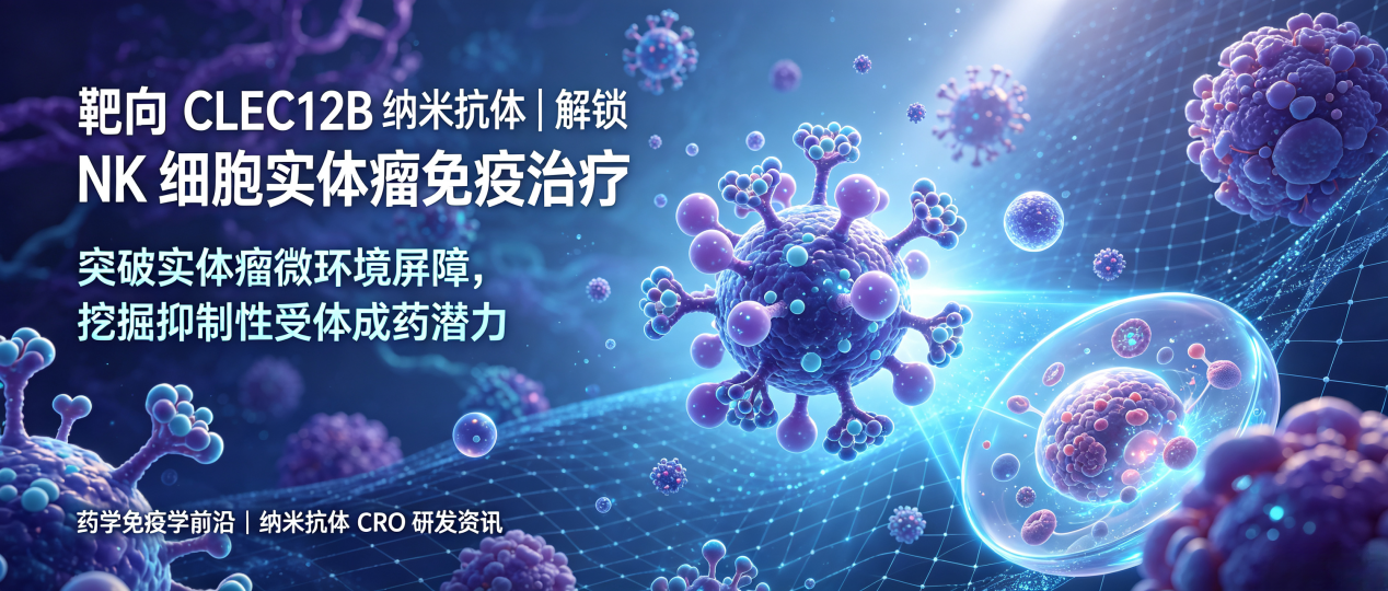 靶向 CLEC12B 纳米抗体｜解锁 NK 细胞实体瘤免疫治疗
